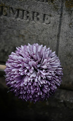 DSCF5031