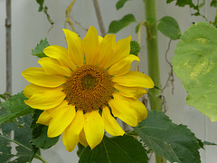 Sunflower - 3 September 2021