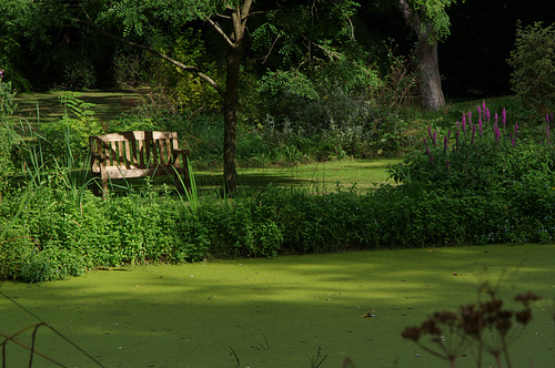 A seat by the pond