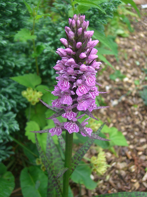 Eine Knabenkraut - Orchidee