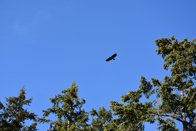 Seeadler über Sechelt