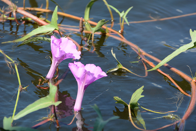 Botswana, Two Pink Water Lilies in the Wetlands of Chobe National Park