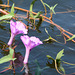 Botswana, Two Pink Water Lilies in the Wetlands of Chobe National Park