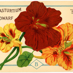 Dwarf Nasturtium Seed Packet
