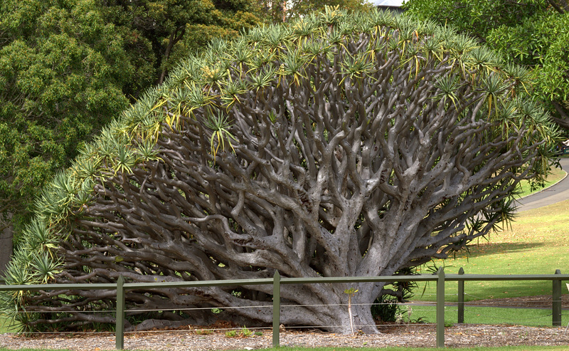 Royal Botanic Gardens