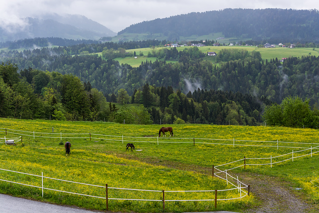 HFF - Im Bregenzerwald bei Doren