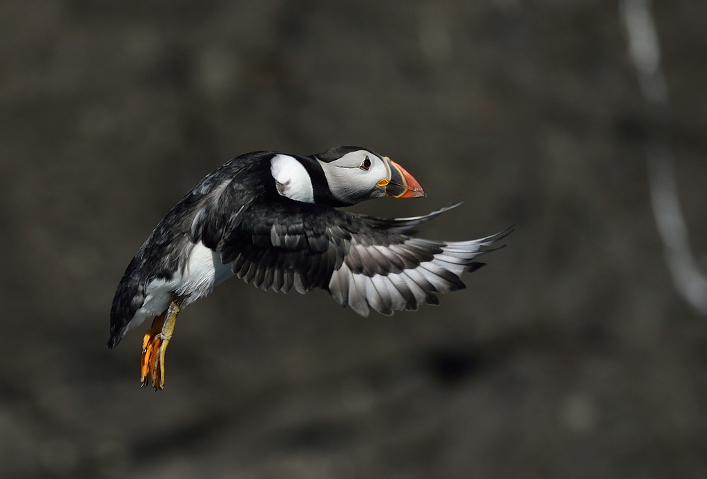 Puffin à l'envol ..