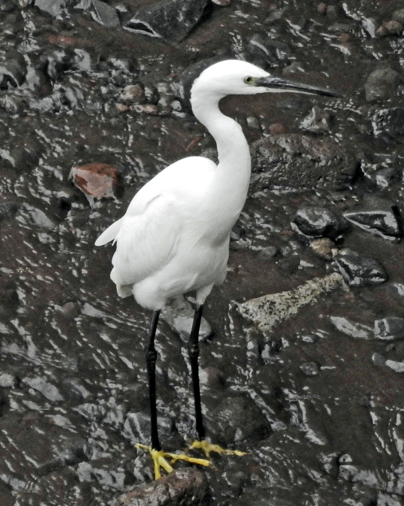 Great Egret