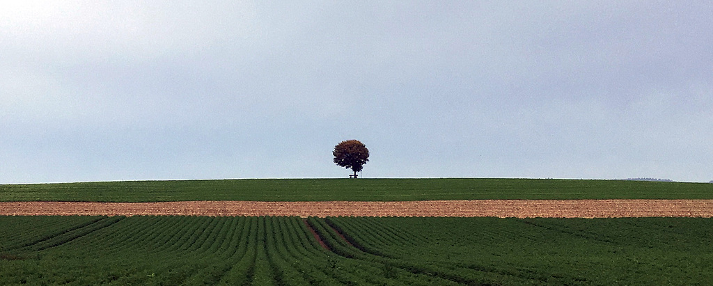 The One Tree Hill of Kemmental