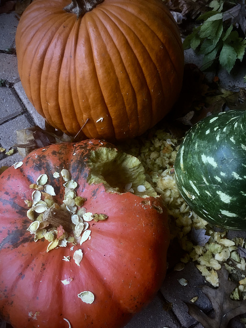 Squirrel Feast or Decay?