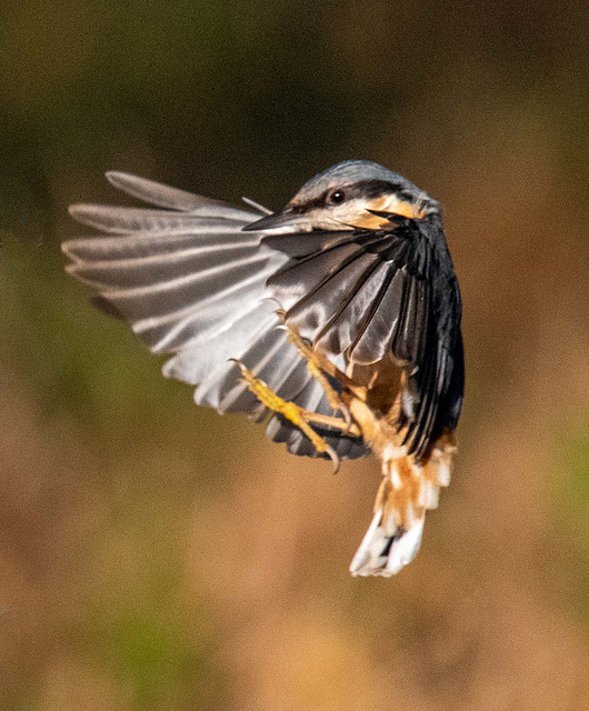 Nuthatch