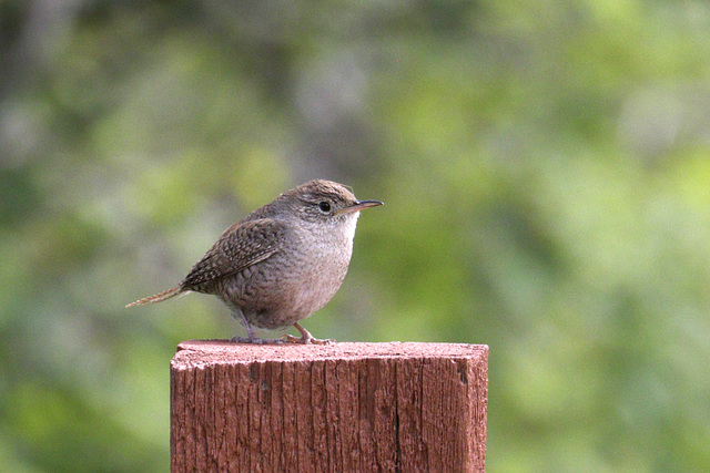 House Wren