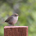 House Wren