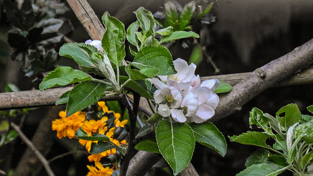 20190423 4804CPw [D~LIP] Apfelbaum (Cox Orangen-Renetter Malus), Bad Salzuflen