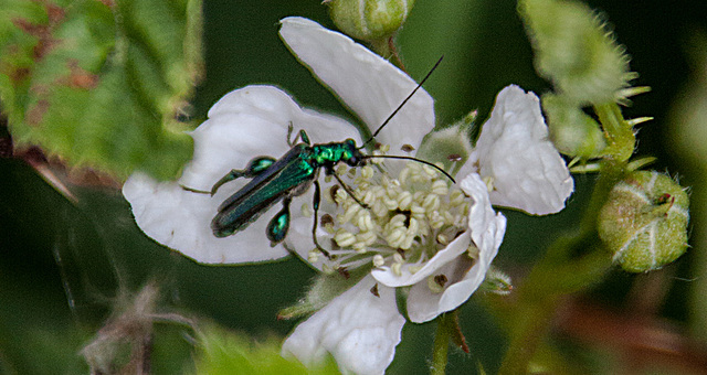 20110519 2700RAw [D~MI] Käfer, Großes Torfmoor, Hille-1