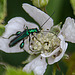 20110519 2700RAw [D~MI] Käfer, Großes Torfmoor, Hille-1