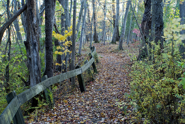 Winding trail