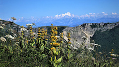 Le Mont Blanc depuis les Monts du Jura  (crêt de Chalam)