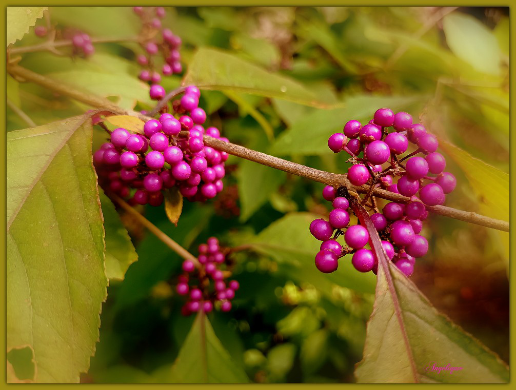 Callicarpa.............Bon mercredi ❤️