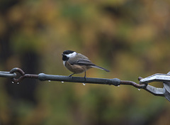 Pitchypee waiting its turn at the suet