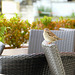 Spatz von Sellin