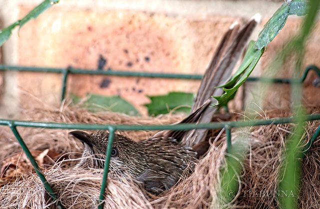 Little Wattlebird, little fence