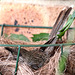 Little Wattlebird, little fence