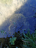 Œufs de grenouille / Frog's eggs [EXPLORER]