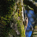Treecreeper