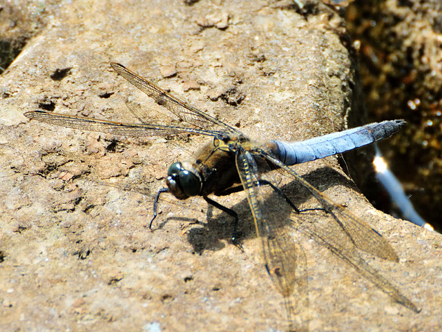 Black-tailed Skimmer m (Orthetrum cancellatum) 6