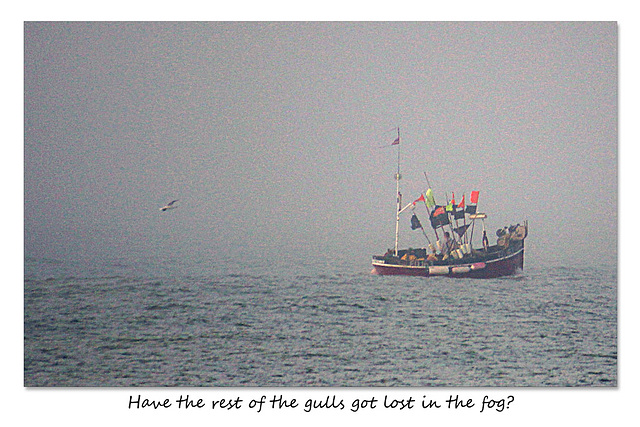 The Insomnia and a solitary gull in a foggy Seaford Bay - 6.1.2016