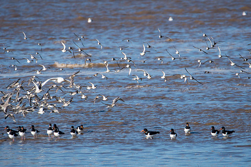 ipernity: Oyster catchers and birds in flight, Hoylake shore - by Maeluk