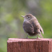 House Wren