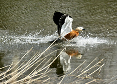 Landung auf dem Weiher    (PiPs)