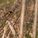 Stonechat