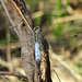 Black-tailed Skimmer m (Orthetrum cancellatum) 08-08-2012 12-22-50