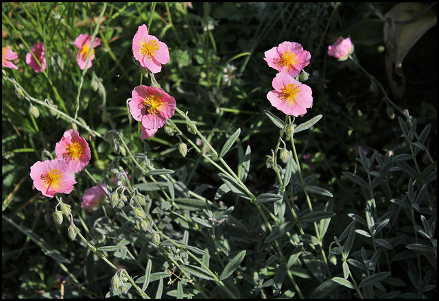 Helianthemum