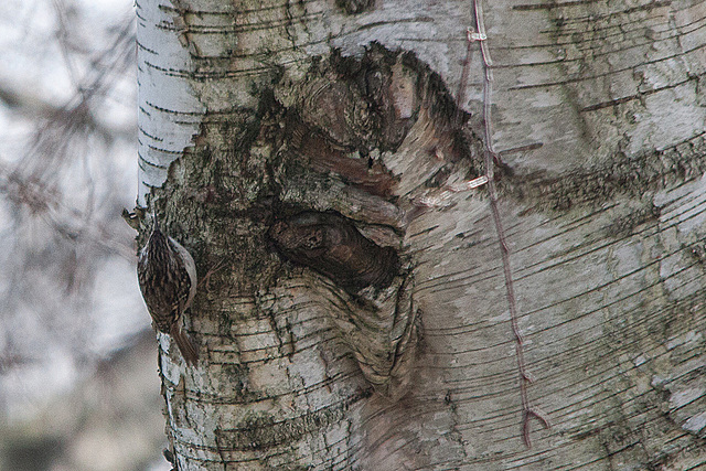 20150319 3538VRTw [D~SHG] Waldbaumläufer (Certhia familiaris), Weser,  Rinteln