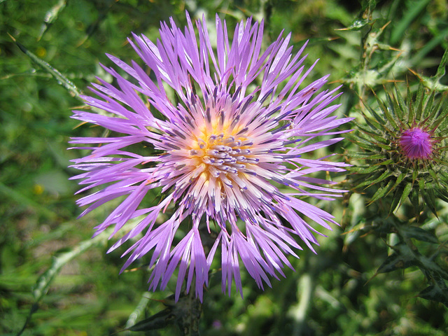 Frühsommer an der Costa Brava.