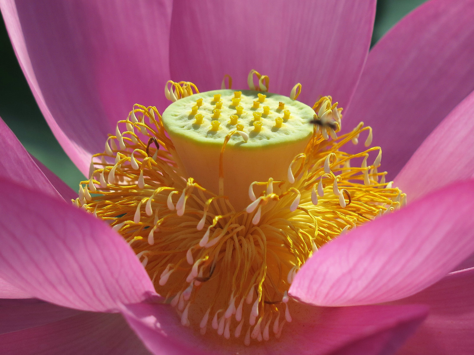 Lotus = Nelumbo, Parc de la Tête d'Or, Lyon (Rhône)