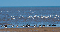 Oyster catchers, Hoylake shore.2jpg
