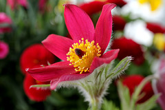 Rote Küchenschelle- Kuhschelle - Pulsatilla vulgaris