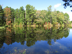Pond reflections 2021-10-31