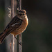 Stonechat