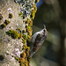 Treecreeper