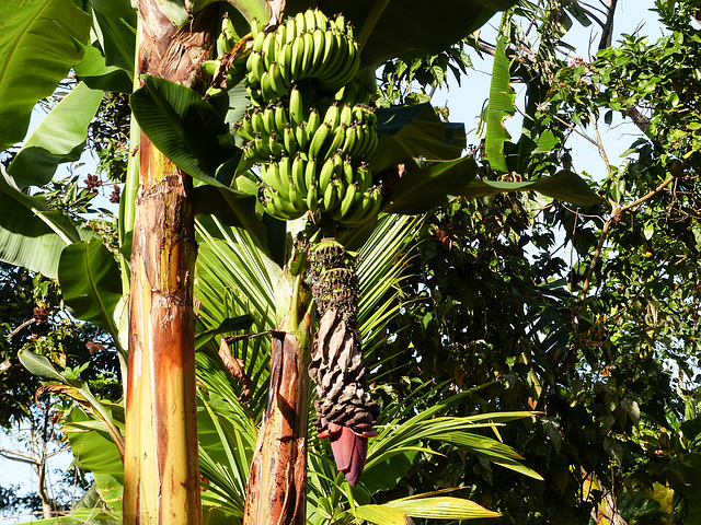 Bananas, Brasso Seco trip, afternoon