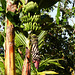 Bananas, Brasso Seco trip, afternoon