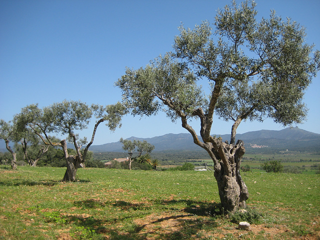 Olivenbäume bei Delfia.