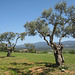 Olivenbäume bei Delfia.