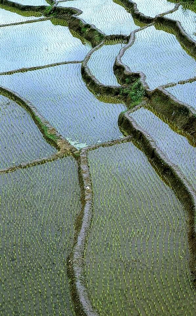 ... j'étais dans les rizières... ... j'étais dans les rizières...